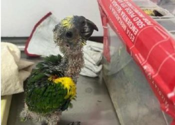 Tráfico de polluelos de loros amazónicos con documentos adulterados es detectado en control del Loa