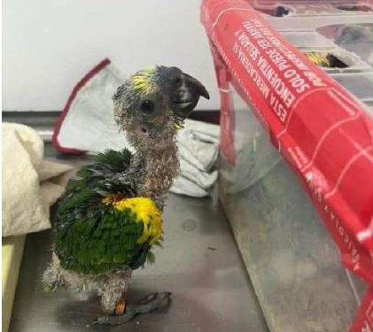 Tráfico de polluelos de loros amazónicos con documentos adulterados es detectado en control del Loa