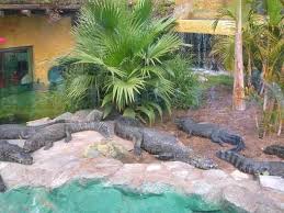 Por los yacarés recordé al delfín «Meñique»