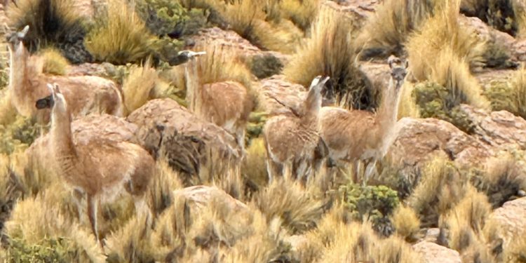 CONAF Tarapacá registra inédito avistamiento de guanacos en el Parque Nacional Volcán Isluga