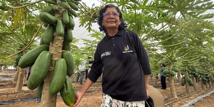 En febrero será primera cosecha de papayas tropicales producidas por Agrícola San Pedro de Pampa Concordia
