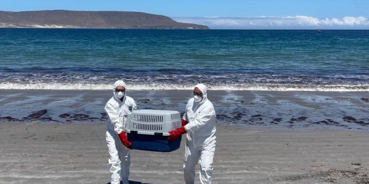 Sernapesca hace un llamado a cuidar la fauna marina protegida