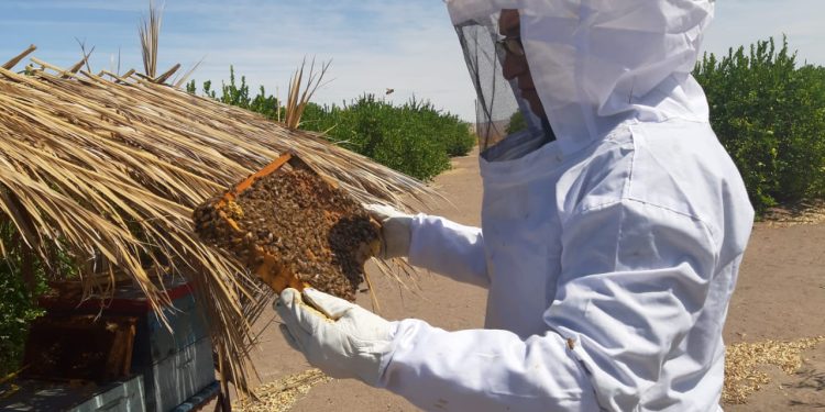 SAG llama a informarse ante nueva obligación de avisar aplicaciones de plaguicidas tóxico para las abejas