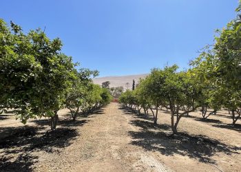 Consejo Regional aprobó recursos para inversiones para combatir la mosca de la fruta