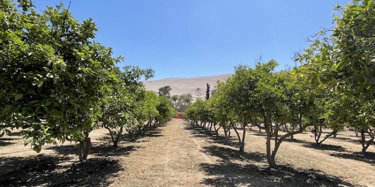 Consejo Regional aprobó recursos para inversiones para combatir la mosca de la fruta