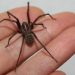 Araña de rincón en verano: Cómo identificarla y qué hacer ante una mordedura