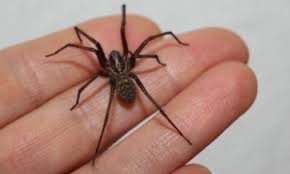 Araña de rincón en verano: Cómo identificarla y qué hacer ante una mordedura