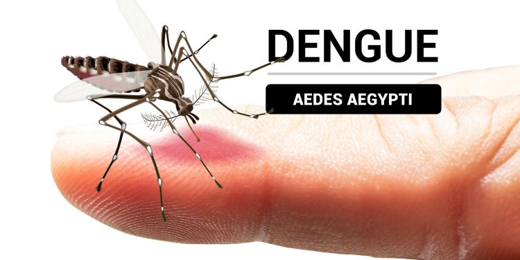 Mosquito del dengue en Chile: Cómo se transmite la enfermedad y por qué hay alerta sanitaria