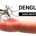 Mosquito del dengue en Chile: Cómo se transmite la enfermedad y por qué hay alerta sanitaria