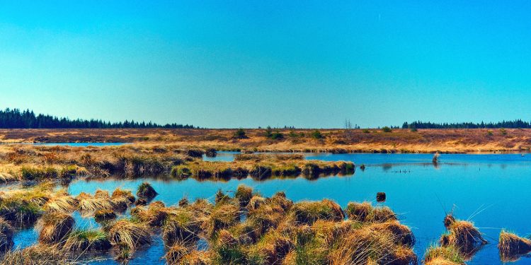 Humedales y conocimientos tradicionales: una deuda pendiente en Chile