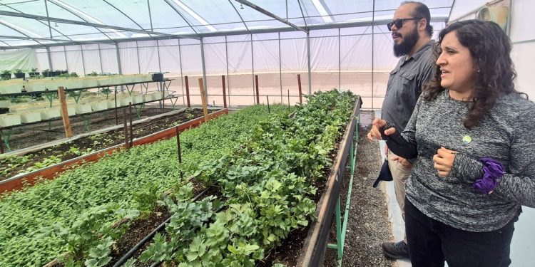 Seremi de Bienes Nacionales conoció diversos proyectos productivos de SQM en Provincia del Tamarugal