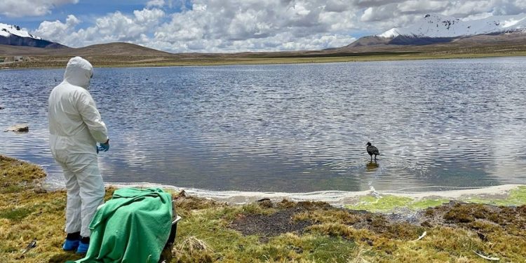 Liberan tagua gigante rehabilitada tras emergencia ambiental en sector Chungará