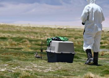 Pato puna fue liberado en el Parque Nacional Salar del Huasco