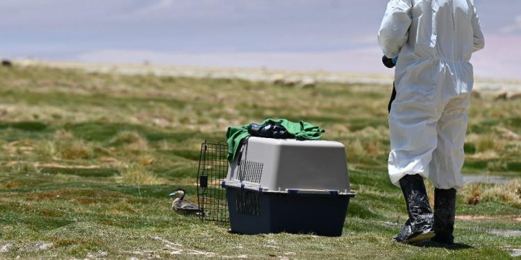 Pato puna fue liberado en el Parque Nacional Salar del Huasco