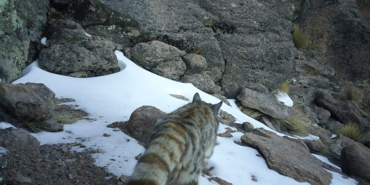 Histórico registro del gato andino en Parque Nacional Volcán Isluga tras 6 años sin avistamientos