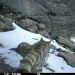 Histórico registro del gato andino en Parque Nacional Volcán Isluga tras 6 años sin avistamientos