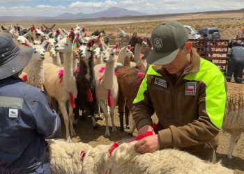 Tradición y respeto en el altiplano: Carabineros acompaña ancestral ceremonia del floreo de llamas