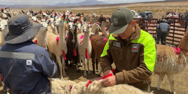 Tradición y respeto en el altiplano: Carabineros acompaña ancestral ceremonia del floreo de llamas