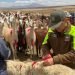 Tradición y respeto en el altiplano: Carabineros acompaña ancestral ceremonia del floreo de llamas