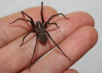 Araña de rincón en verano: Cómo identificarla y qué hacer ante una mordedura