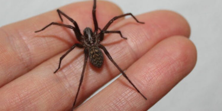 Araña de rincón en verano: Cómo identificarla y qué hacer ante una mordedura