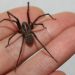 Araña de rincón en verano: Cómo identificarla y qué hacer ante una mordedura
