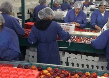 Tasa de desocupación nacional sube a 8,3% en el trimestre noviembre 2025-enero 2026, sobre las expectativas