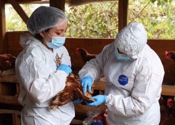 SAG logra en tiempo récord la reapertura de principales mercados de productos avícolas tras foco de influenza aviar
