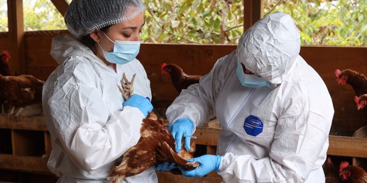 SAG logra en tiempo récord la reapertura de principales mercados de productos avícolas tras foco de influenza aviar