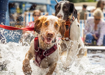 GuauFest 2026: El festival de perros más grande de Chile llega a Santiago con más de 20 actividades