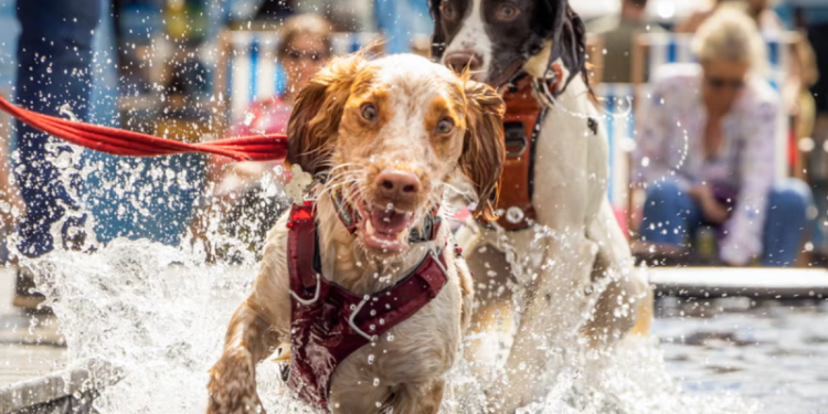 GuauFest 2026: El festival de perros más grande de Chile llega a Santiago con más de 20 actividades