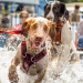 GuauFest 2026: El festival de perros más grande de Chile llega a Santiago con más de 20 actividades