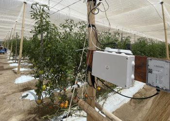 Ampliaron plazo para postular al subsidio para inversiones contra la mosca de la fruta