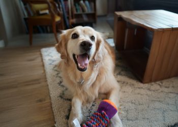 Médicos veterinarios llaman a reforzar prevención de parásitos en perros y gatos