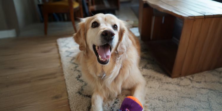 Médicos veterinarios llaman a reforzar prevención de parásitos en perros y gatos