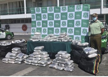 Carabineros incautó más de 440 mil dosis de marihuana