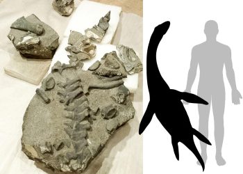 Investigadores de la U. de Chile descubren la primera especie de plesiosaurio Jurásico en el país