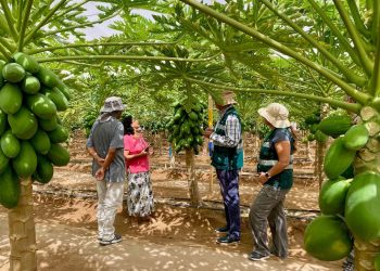 Agricultores fortalecen producción bajo malla antiafidos para enfrentar la Mosca de la Fruta