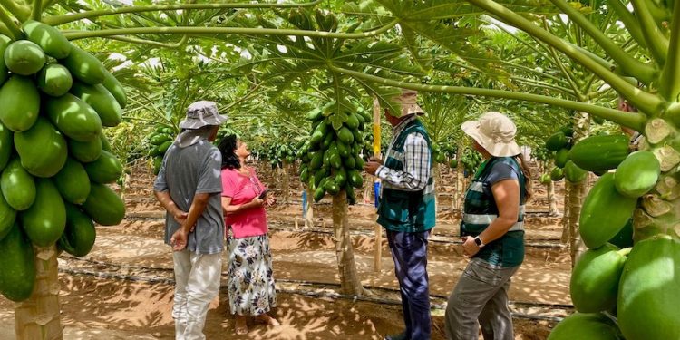 Agricultores fortalecen producción bajo malla antiafidos para enfrentar la Mosca de la Fruta