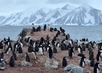 Especialistas de la Universidad de Chile alertan sobre amenazas críticas a pingüinos en el país y la Antártica