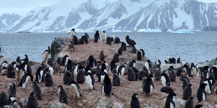 Especialistas de la Universidad de Chile alertan sobre amenazas críticas a pingüinos en el país y la Antártica