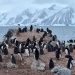 Especialistas de la Universidad de Chile alertan sobre amenazas críticas a pingüinos en el país y la Antártica