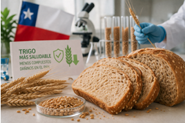 El alimento favorito de los chilenos podría ser más sano: Crean trigo que reduce compuestos dañinos en el pan