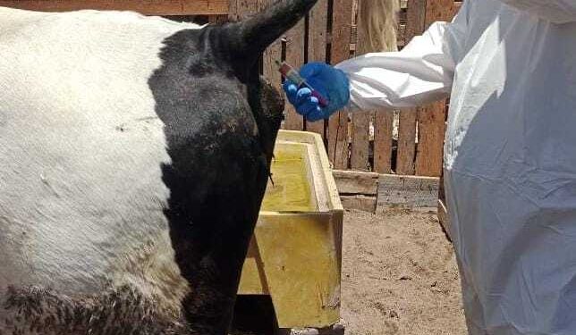 Día Mundial de la Brucelosis Bovina: Tarapacá  cumple nueve años como zona libre de la enfermedad