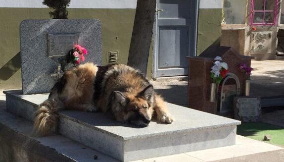 El duelo de nuestras mascotas