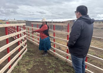 Ganadera aymara resguarda el bienestar de llamas y alpacas donde comienza Chile