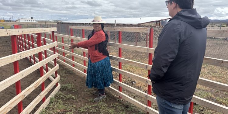 Ganadera aymara resguarda el bienestar de llamas y alpacas donde comienza Chile