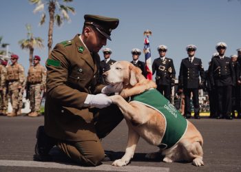 Didier, el perro antidrogas de Carabineros que pasa a retiro tras una década de servicio