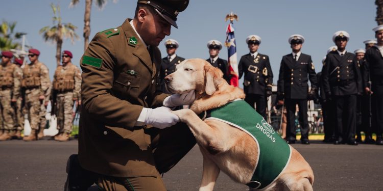 Didier, el perro antidrogas de Carabineros que pasa a retiro tras una década de servicio