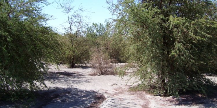 Monitoreo Alerta Temprana Preventiva para la Provincia del Tamarugal por evento meteorológico